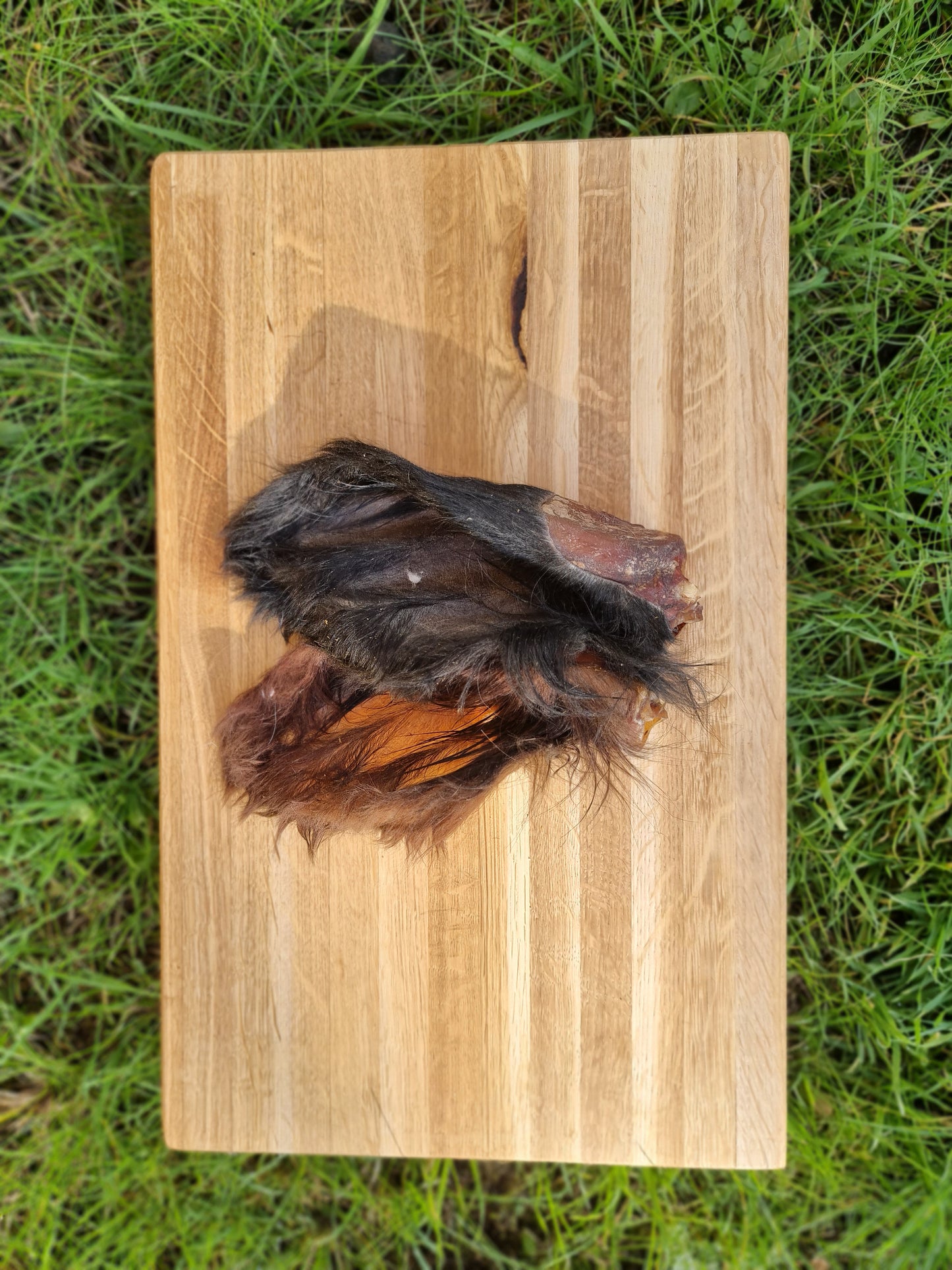 XL sows Buffalo Ears